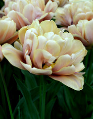 Tulip Bulbs La Belle Epoque Blooms Species Growing Bonsai Roots Rhizomes Corms Tubers Potted Planting Reblooming Fragrant Garden Flower Seeds Plant