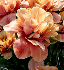 Tulip Bulbs La Belle Epoque Blooms Species Growing Bonsai Roots Rhizomes Corms Tubers Potted Planting Reblooming Fragrant Garden Flower Seeds Plant
