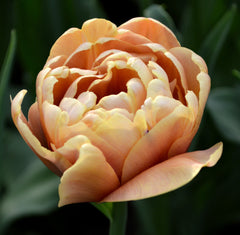 Tulip Bulbs La Belle Epoque Blooms Species Growing Bonsai Roots Rhizomes Corms Tubers Potted Planting Reblooming Fragrant Garden Flower Seeds Plant