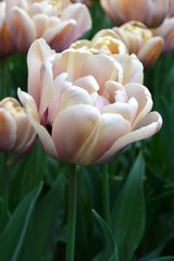 Tulip Bulbs La Belle Epoque Blooms Species Growing Bonsai Roots Rhizomes Corms Tubers Potted Planting Reblooming Fragrant Garden Flower Seeds Plant