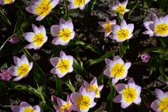 Tulip Bulbs Lilac Wonder Blooms Species Growing Bonsai Roots Rhizomes Corms Tubers Potted Planting Reblooming Fragrant Garden Flower Seeds Plant - Seedsplant