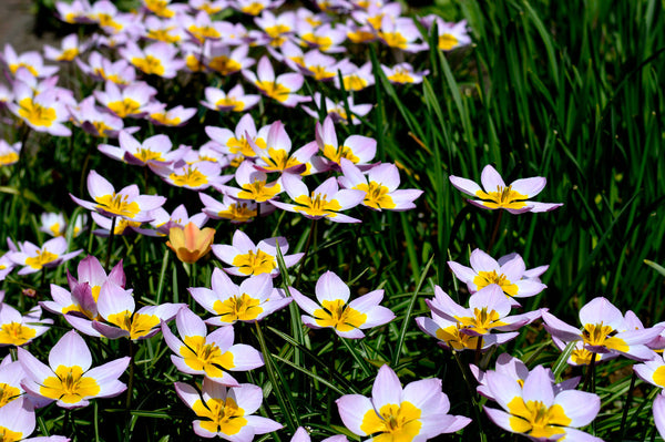 Tulip Bulbs Lilac Wonder Blooms Species Growing Bonsai Roots Rhizomes Corms Tubers Potted Planting Reblooming Fragrant Garden Flower Seeds Plant