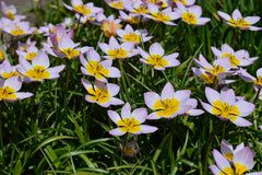 Tulip Bulbs Miniature Naturalizing Collection Blooms Species Growing Bonsai Roots Rhizomes Corms Tubers Potted Planting Reblooming Fragrant Garden Flower Seeds Plant