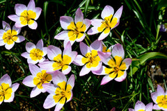 Tulip Bulbs Lilac Wonder Blooms Species Growing Bonsai Roots Rhizomes Corms Tubers Potted Planting Reblooming Fragrant Garden Flower Seeds Plant - Seedsplant