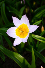 Tulip Bulbs Lilac Wonder Blooms Species Growing Bonsai Roots Rhizomes Corms Tubers Potted Planting Reblooming Fragrant Garden Flower Seeds Plant - Seedsplant