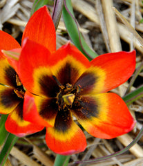 Tulip Bulbs Little Princess Blooms Species Growing Bonsai Roots Rhizomes Corms Tubers Potted Planting Reblooming Fragrant Garden Flower Seeds Plant - Seedsplant