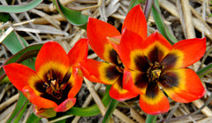 Tulip Bulbs Little Princess Blooms Species Growing Bonsai Roots Rhizomes Corms Tubers Potted Planting Reblooming Fragrant Garden Flower Seeds Plant - Seedsplant