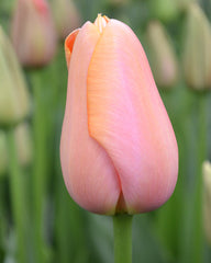 Tulip Bulbs Menton Blooms Species Growing Bonsai Roots Rhizomes Corms Tubers Potted Planting Reblooming Fragrant Garden Flower Seeds Plant - Seedsplant