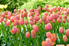 Tulip Bulbs Menton Blooms Species Growing Bonsai Roots Rhizomes Corms Tubers Potted Planting Reblooming Fragrant Garden Flower Seeds Plant - Seedsplant