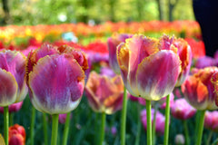 Tulip Bulbs Bulbs Miami Sunset Blooms Species Growing Bonsai Roots Rhizomes Corms Tubers Potted Planting Reblooming Fragrant Garden Flower Seeds Plant