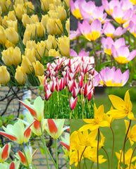 Tulip Bulbs Miniature Naturalizing Collection Blooms Species Growing Bonsai Roots Rhizomes Corms Tubers Potted Planting Reblooming Fragrant Garden Flower Seeds Plant