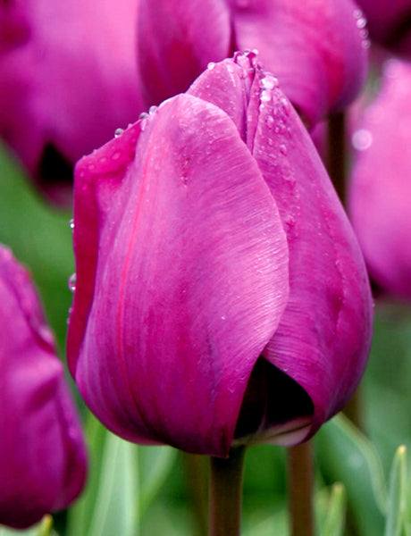 Tulip Bulbs Negrita Blooms Species Growing Bonsai Roots Rhizomes Corms Tubers Potted Planting Reblooming Fragrant Garden Flower Seeds Plant