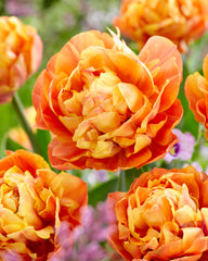 Tulip Bulbs Olivia Blooms Species Growing Bonsai Roots Rhizomes Corms Tubers Potted Planting Reblooming Fragrant Garden Flower Seeds Plant - Seedsplant