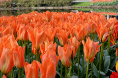 Tulip Bulbs Orange Emperor Blooms Species Growing Bonsai Roots Rhizomes Corms Tubers Potted Planting Reblooming Fragrant Garden Flower Seeds Plant