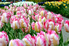 Tulip Bulbs Parrot Pink Vision Blooms Species Growing Bonsai Roots Rhizomes Corms Tubers Potted Planting Reblooming Fragrant Garden Flower Seeds Plant