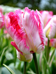Tulip Bulbs Parrot Pink Vision Blooms Species Growing Bonsai Roots Rhizomes Corms Tubers Potted Planting Reblooming Fragrant Garden Flower Seeds Plant
