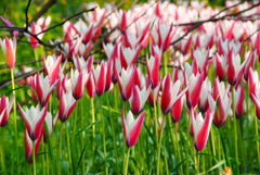 Tulip Bulbs Miniature Naturalizing Collection Blooms Species Growing Bonsai Roots Rhizomes Corms Tubers Potted Planting Reblooming Fragrant Garden Flower Seeds Plant