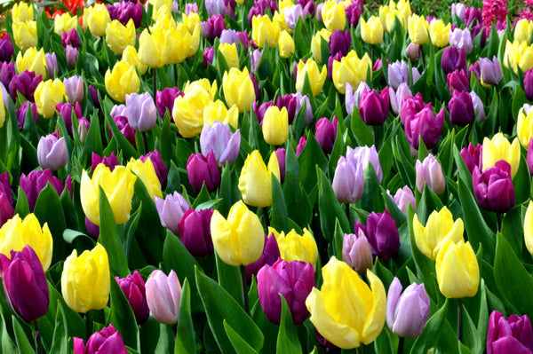 Tulip Bulbs Philly Pastel Mix Blooms Species Growing Bonsai Roots Rhizomes Corms Tubers Potted Planting Reblooming Fragrant Garden Flower Seeds Plant