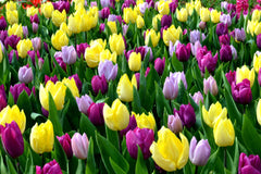 Tulip Bulbs Philly Pastel Mix Blooms Species Growing Bonsai Roots Rhizomes Corms Tubers Potted Planting Reblooming Fragrant Garden Flower Seeds Plant