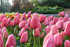Tulip Bulbs Pink Impression Blooms Species Growing Bonsai Roots Rhizomes Corms Tubers Potted Planting Reblooming Fragrant Garden Flower Seeds Plant