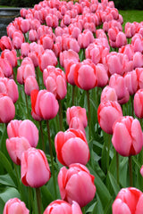 Tulip Bulbs Pink Impression Blooms Species Growing Bonsai Roots Rhizomes Corms Tubers Potted Planting Reblooming Fragrant Garden Flower Seeds Plant