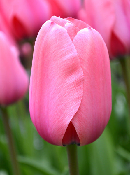 Tulip Bulbs Pink Impression Blooms Species Growing Bonsai Roots Rhizomes Corms Tubers Potted Planting Reblooming Fragrant Garden Flower Seeds Plant