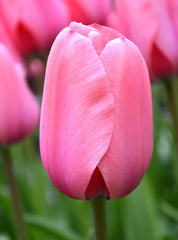 Tulip Bulbs Pink Impression Blooms Species Growing Bonsai Roots Rhizomes Corms Tubers Potted Planting Reblooming Fragrant Garden Flower Seeds Plant