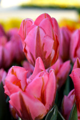 Tulip Bulbs Pretty Princess Blooms Species Growing Bonsai Roots Rhizomes Corms Tubers Potted Planting Reblooming Fragrant Garden Flower Seeds Plant