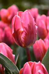 Tulip Bulbs Pretty Princess Blooms Species Growing Bonsai Roots Rhizomes Corms Tubers Potted Planting Reblooming Fragrant Garden Flower Seeds Plant