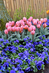 Tulip Bulbs Pretty Princess Blooms Species Growing Bonsai Roots Rhizomes Corms Tubers Potted Planting Reblooming Fragrant Garden Flower Seeds Plant