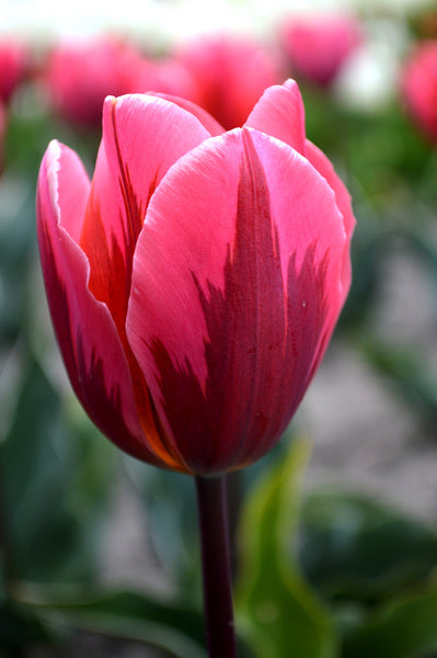 Tulip Bulbs Pretty Princess Blooms Species Growing Bonsai Roots Rhizomes Corms Tubers Potted Planting Reblooming Fragrant Garden Flower Seeds Plant
