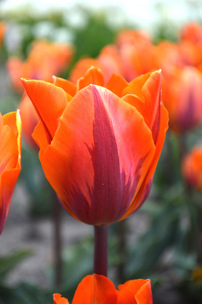 Tulip Bulbs Princess Irene Blooms Species Growing Bonsai Roots Rhizomes Corms Tubers Potted Planting Reblooming Fragrant Garden Flower Seeds Plant