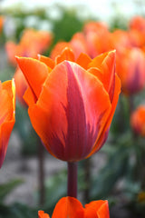 Tulip Bulbs Princess Irene Blooms Species Growing Bonsai Roots Rhizomes Corms Tubers Potted Planting Reblooming Fragrant Garden Flower Seeds Plant