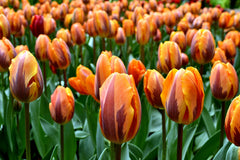 Tulip Bulbs Princess Irene Blooms Species Growing Bonsai Roots Rhizomes Corms Tubers Potted Planting Reblooming Fragrant Garden Flower Seeds Plant