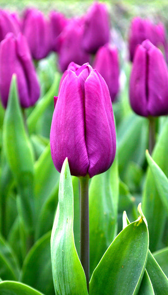 Tulip Bulbs Purple Prince Blooms Species Growing Bonsai Roots Rhizomes Corms Tubers Potted Planting Reblooming Fragrant Garden Flower Seeds Plant