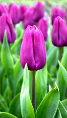 Tulip Bulbs Purple Prince Blooms Species Growing Bonsai Roots Rhizomes Corms Tubers Potted Planting Reblooming Fragrant Garden Flower Seeds Plant