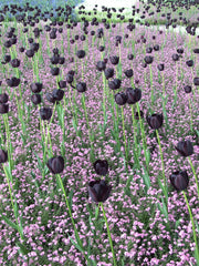 Tulip Bulbs Queen of Night Blooms Species Growing Bonsai Roots Rhizomes Corms Tubers Potted Planting Reblooming Fragrant Garden Flower Seeds Plant