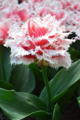 Tulip Bulbs Queensland  Blooms Species Growing Bonsai Roots Rhizomes Corms Tubers Potted Planting Reblooming Fragrant Garden Flower Seeds Plant