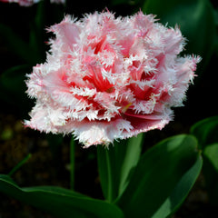 Tulip Bulbs Queensland  Blooms Species Growing Bonsai Roots Rhizomes Corms Tubers Potted Planting Reblooming Fragrant Garden Flower Seeds Plant