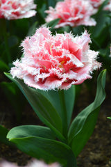 Tulip Bulbs Queensland  Blooms Species Growing Bonsai Roots Rhizomes Corms Tubers Potted Planting Reblooming Fragrant Garden Flower Seeds Plant