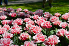Tulip Bulbs Queensland  Blooms Species Growing Bonsai Roots Rhizomes Corms Tubers Potted Planting Reblooming Fragrant Garden Flower Seeds Plant