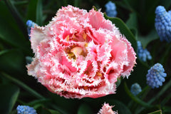 Tulip Bulbs Queensland  Blooms Species Growing Bonsai Roots Rhizomes Corms Tubers Potted Planting Reblooming Fragrant Garden Flower Seeds Plant