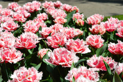 Tulip Bulbs Queensland  Blooms Species Growing Bonsai Roots Rhizomes Corms Tubers Potted Planting Reblooming Fragrant Garden Flower Seeds Plant