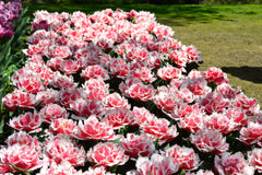 Tulip Bulbs Queensland  Blooms Species Growing Bonsai Roots Rhizomes Corms Tubers Potted Planting Reblooming Fragrant Garden Flower Seeds Plant
