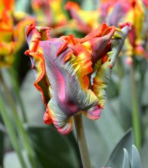 Tulip Bulbs Rainbow Parrot Blooms Species Growing Bonsai Roots Rhizomes Corms Tubers Potted Planting Reblooming Fragrant Garden Flower Seeds Plant