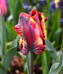 Tulip Bulbs Rainbow Parrot Blooms Species Growing Bonsai Roots Rhizomes Corms Tubers Potted Planting Reblooming Fragrant Garden Flower Seeds Plant