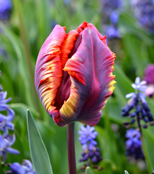 Tulip Bulbs Rainbow Parrot Blooms Species Growing Bonsai Roots Rhizomes Corms Tubers Potted Planting Reblooming Fragrant Garden Flower Seeds Plant