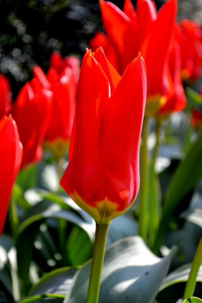 Tulip Bulbs Red Emperor Blooms Species Growing Bonsai Roots Rhizomes Corms Tubers Potted Planting Reblooming Fragrant Garden Flower Seeds Plant