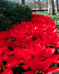 Tulip Bulbs Red Emperor Blooms Species Growing Bonsai Roots Rhizomes Corms Tubers Potted Planting Reblooming Fragrant Garden Flower Seeds Plant - Seedsplant