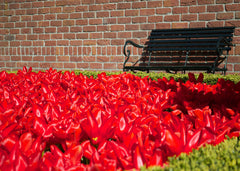 Tulip Bulbs Red Emperor Blooms Species Growing Bonsai Roots Rhizomes Corms Tubers Potted Planting Reblooming Fragrant Garden Flower Seeds Plant - Seedsplant
